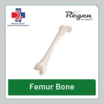استخوان فمور آلوگرافت Regen Femur Bone برند ریجن